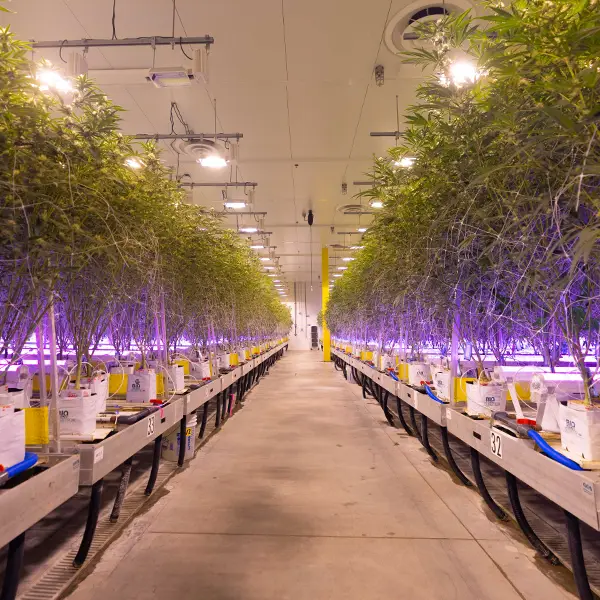 vertis-facility-cultivation-underlighting