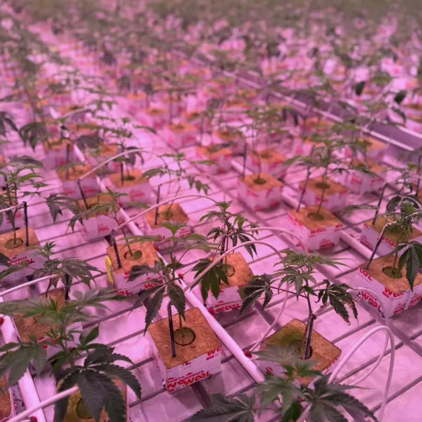 vertis-products-packaged-flower-nursery