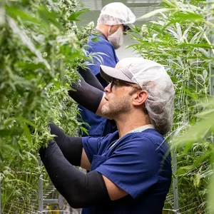 vertis-about-cultivation